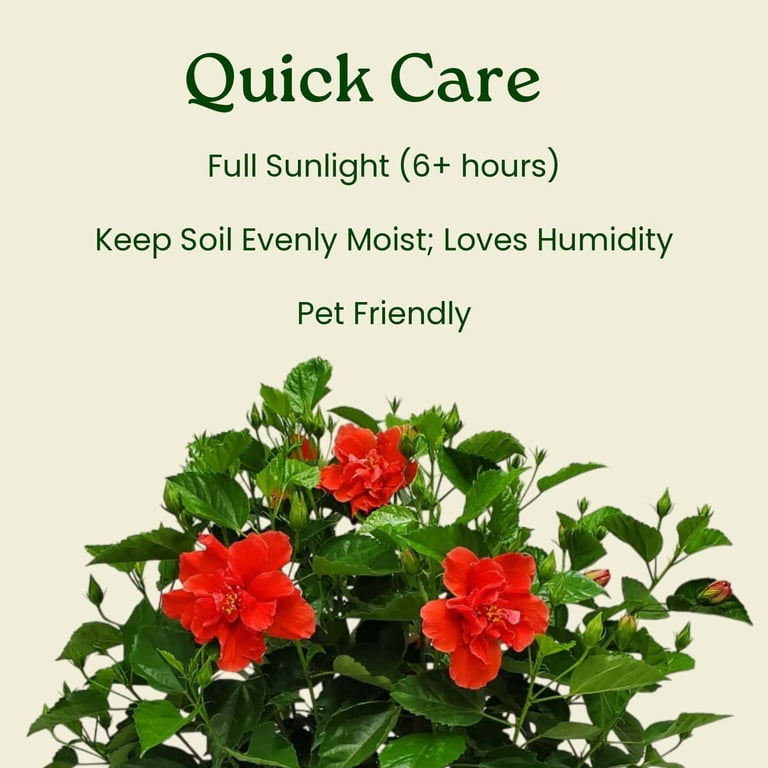 Fresh Potted Tropical Plants of Florida: 24