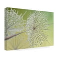 thumbnail image 4 of Trademark Fine Art Cora Niele Dewy Dandelion Canvas Wall Art - 30x47, 4 of 4