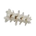 thumbnail image 4 of Modelo de spine humano Modelo de enseñanza de la enseñanza Experimento Proyecto de órgano Modelo estructural accesorios para niños de más de 8 años, 4 of 9