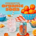 thumbnail image 3 of Daytrip Organic Prebiotic Soda, Clementine, 7g Fiber & 100% DV Vitamin C, 12 fl oz (Pack of 12), 3 of 5