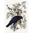 thumbnail image 2 of Stellar Design Studio 19x24 Black Ornate Wood Framed with Double Matting Museum Art Print Titled - Vintage Crow 1, 2 of 4