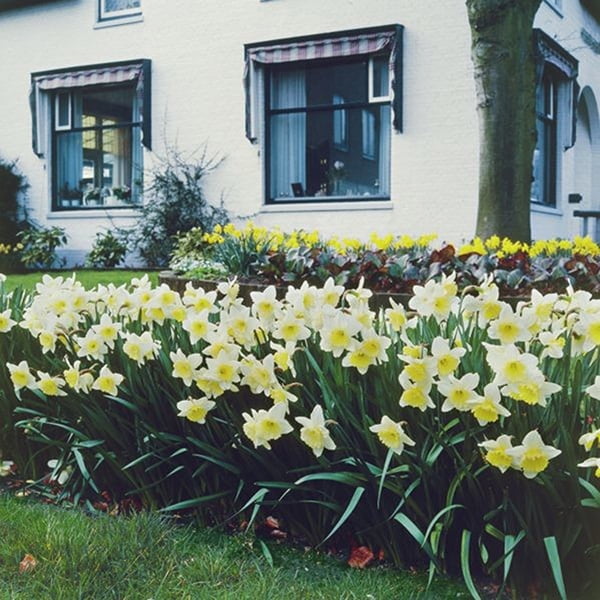 Van Zyverden Daffodils Ice Follies Set of 12 Bulbs, Multi-Color Part Sun