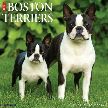 Willow Creek Press, Just Boston Terriers 2026 Wall Calendar, 12'' X 12'', Daily Calendar with Stapled Binding