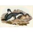 thumbnail image 2 of Gould, John 14x11 White Modern Wood Framed Museum Art Print Titled - Little Penguin-Spheniscus minor, 2 of 4