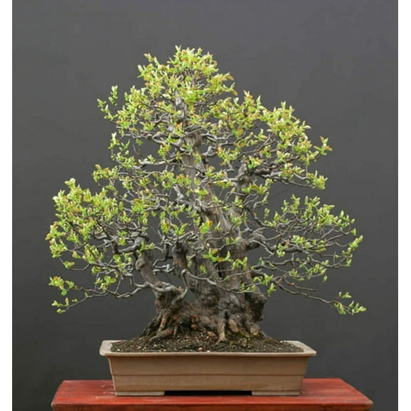 Chinese Quince Bonsai Tree Seeds for Planting (20 Seeds) - Chaenomeles sinensis - Prized as Bonsai