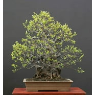 Bonsai Mulberry Tree Seeds - 25 Seeds - Morus Nigra - Grow Fruitbearing ...