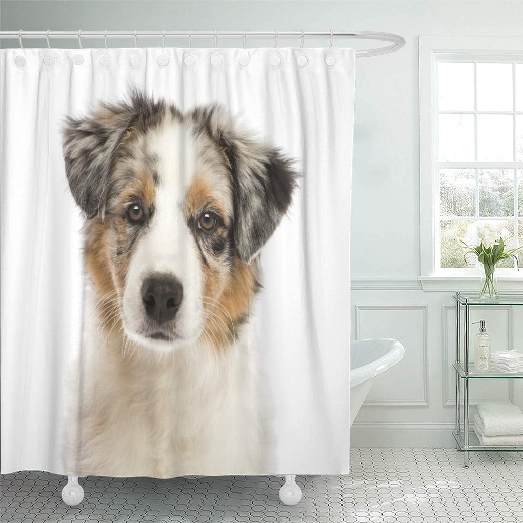 CYNLON Close Up of an Australian Shepherd Puppy 3 Months Old Bathroom Decor Bath Shower Curtain