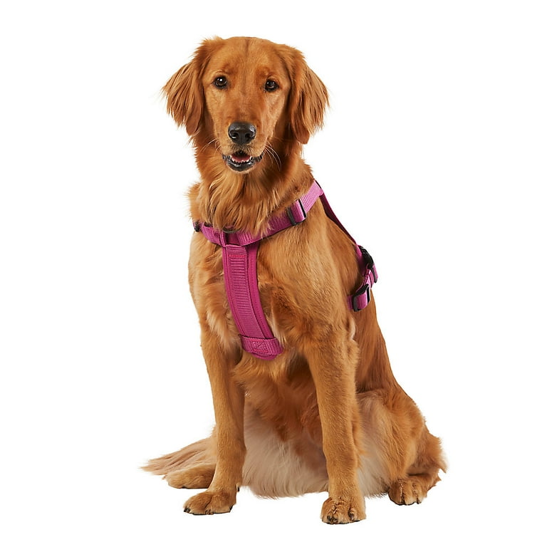 Kong waste bag harness review hot sale
