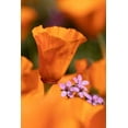 thumbnail image 2 of Jaynes Gallery 13x18 Gold Ornate Wood Framed with Double Matting Museum Art Print Titled - California Close-up of California poppy, 2 of 4