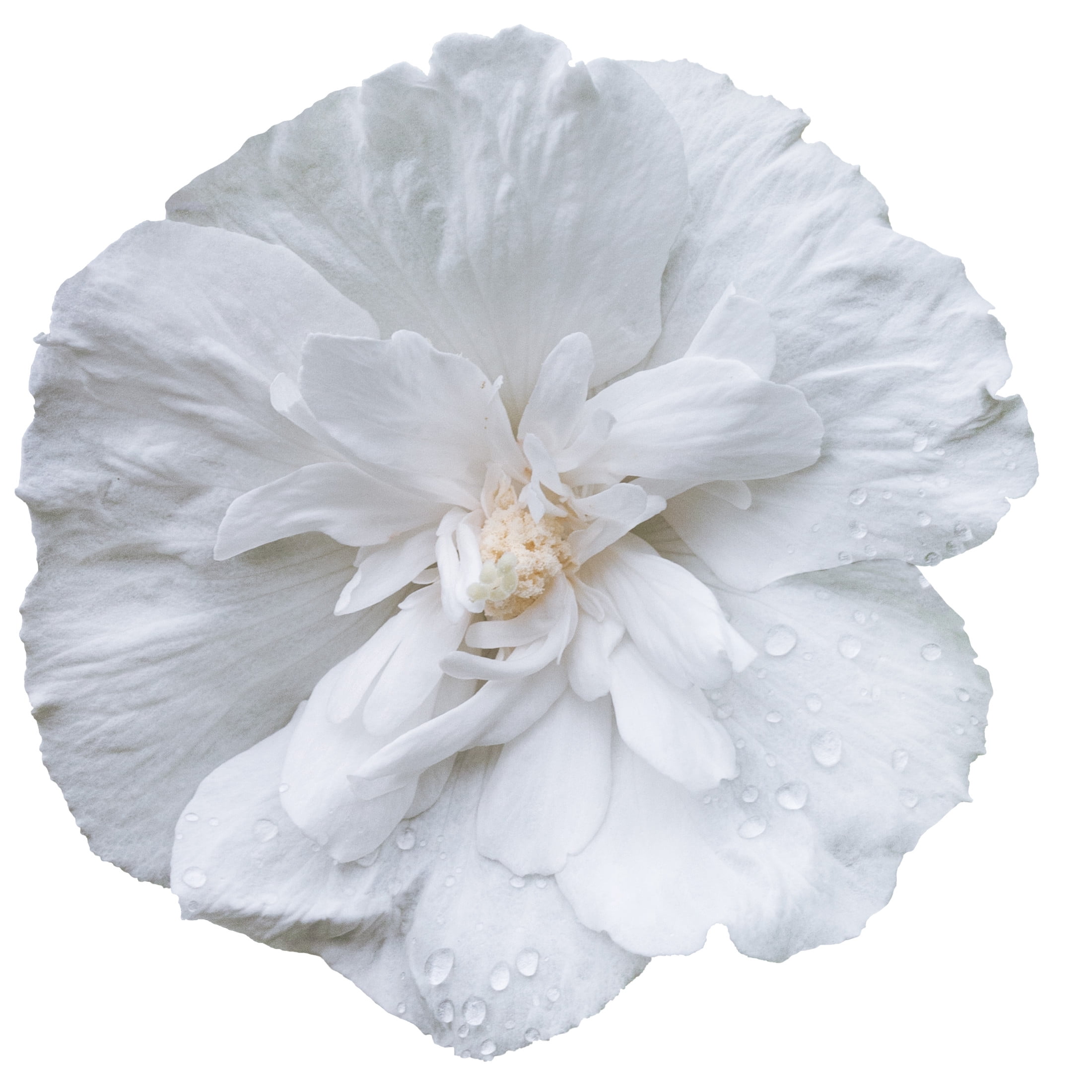 Proven Winners ColorChoice 6" White Chiffon Rose of Sharon Live Plant in 7.5" Pot
