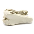 thumbnail image 5 of JUNTEX Aquarium Resin Decoration Alligator Skull Decor Hideouts Betta Cave Fish Tank Accessories for Hermit Crab Guppy, 5 of 6