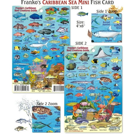Franko Maps Mini Caribbean Reef Creatures Fish ID for Scuba Divers &