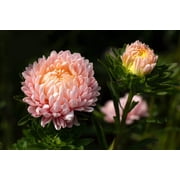 Seedville 30 Duchess Apricot Paeony Aster Plant Seeds