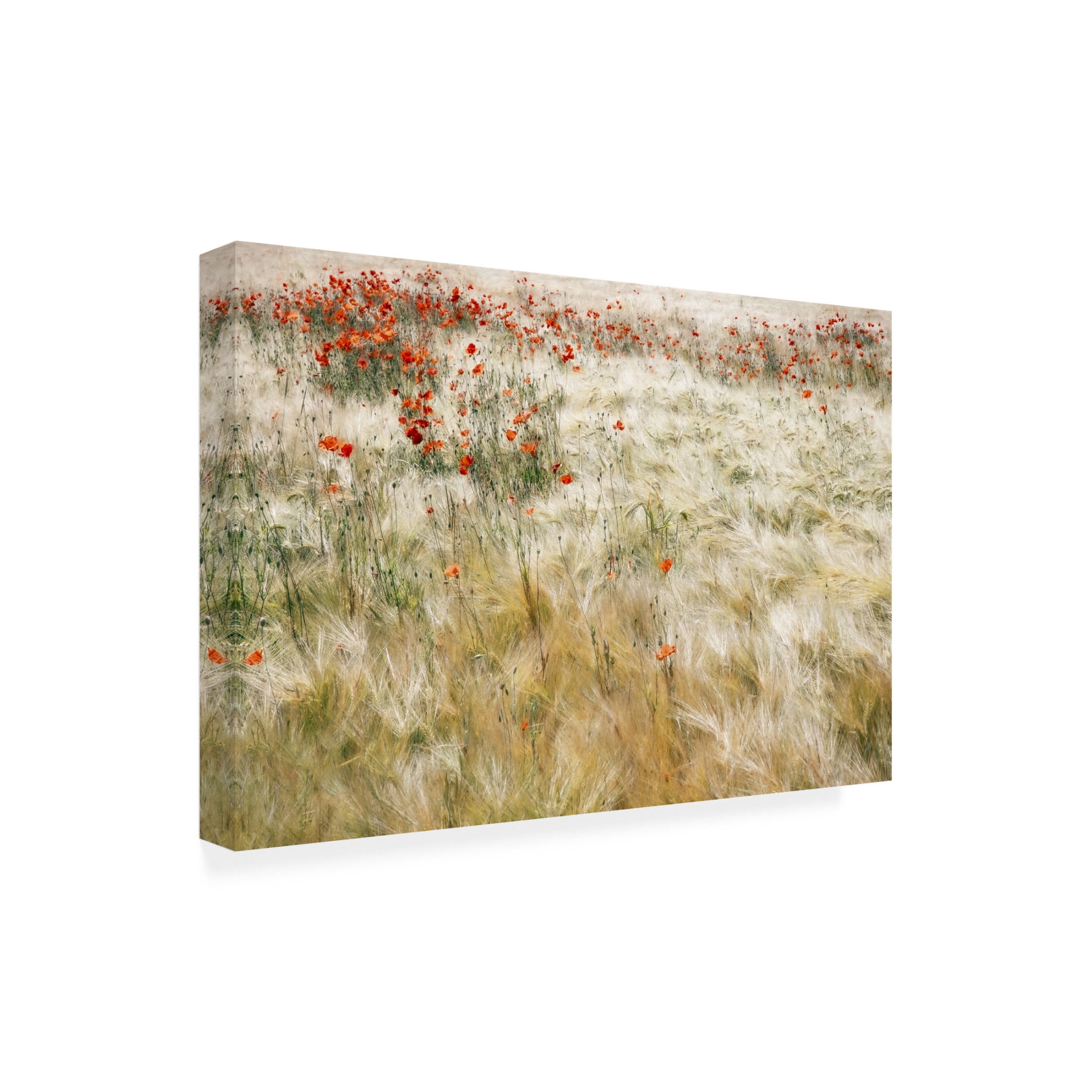 Trademark Fine Art Gilbert Claes  Summerfield Canvas Wall Art