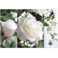 thumbnail image 3 of 2PCS 5.65ft Flower Garland Multipurpose Artificial Rose Flower Vine Hanging Vine, 3 of 8