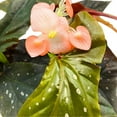 thumbnail image 3 of Harmony's Phantom Angel Wing, 6 inch Cane Begonia Light Orange Flower Few Polkadots, 3 of 4