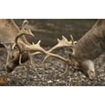 thumbnail image 2 of Two Deer  Fighting With Antlers; Northumberland  England Poster Print, 2 of 2