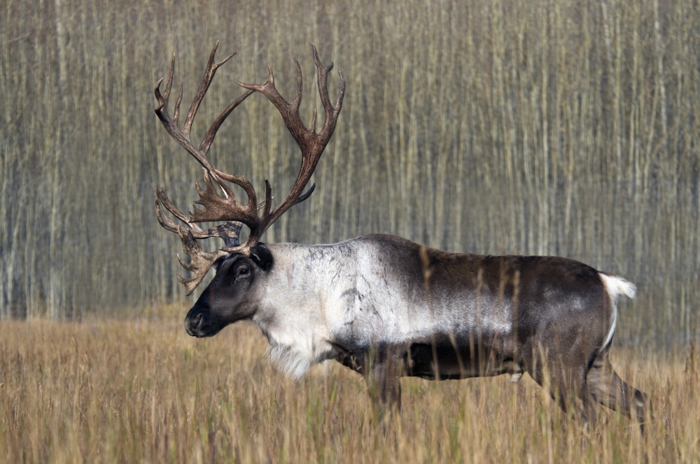 Bull Woodland Carib