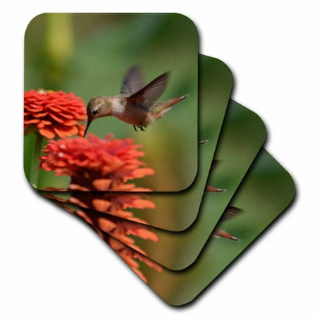Hummingbird Coaster - 3dRose Orange Zinnias and Hummingbird - Summer Photography, Soft Coasters, set of 4
