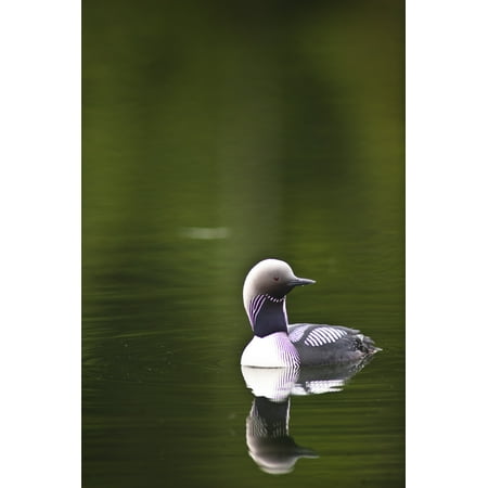 Loon Pond (Close Up Of A Pacific Loon Swimming In A Pond In Chugach State Park Near Anchorage Southcentral Alaska Summer)