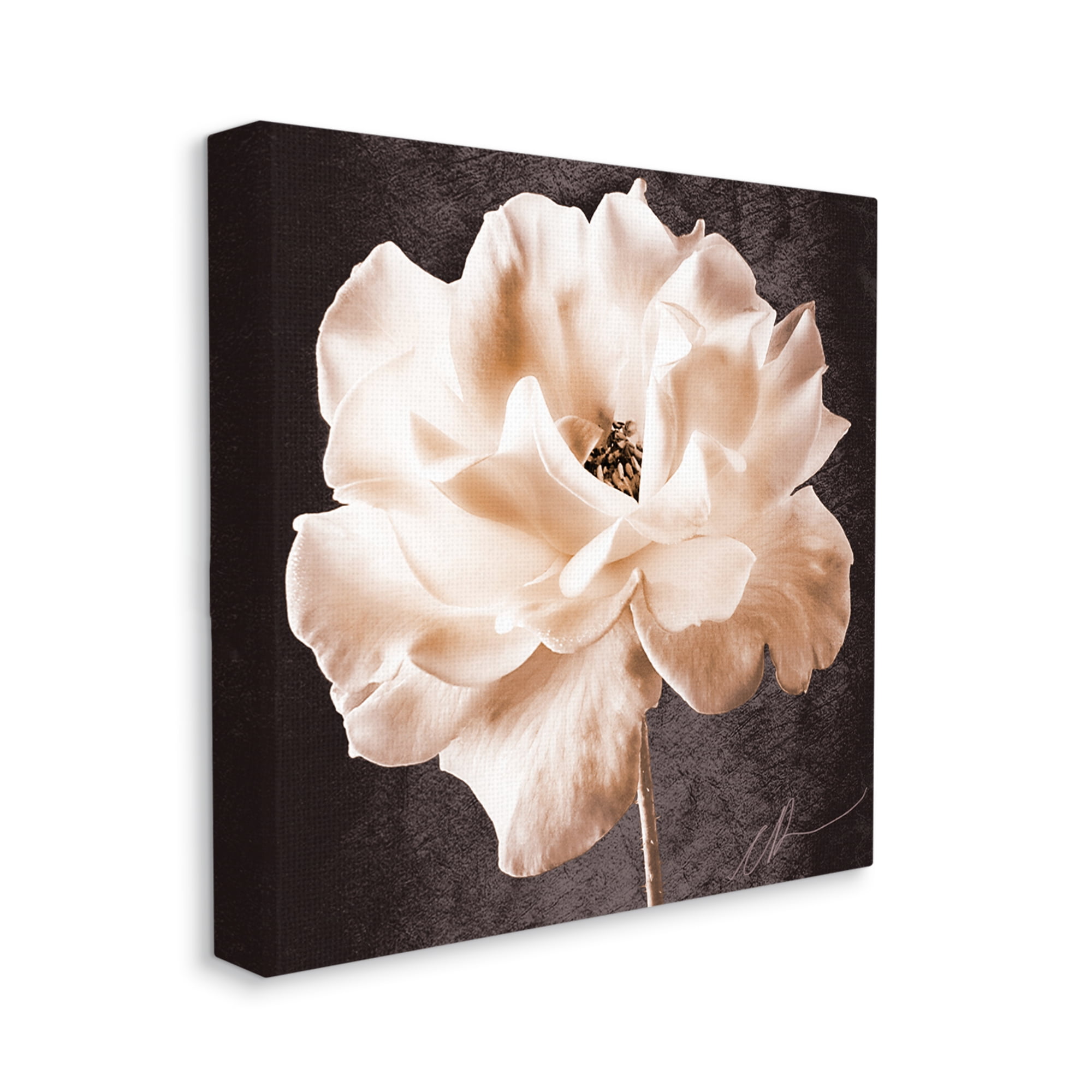 Stupell Industries Vintage Rose Photography Botanical & Floral Painting Gallery Wrapped Canvas Art Print Wall Art, 24 x 24