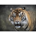 thumbnail image 2 of Art.com Bengal Tiger Giclee Print by Jai Johnson, 16" x 12", 2 of 4