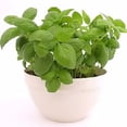 thumbnail image 1 of 2000 SWEET GENOVESE BASIL Ocimum Basilicum Herb Flower Seeds, 1 of 1
