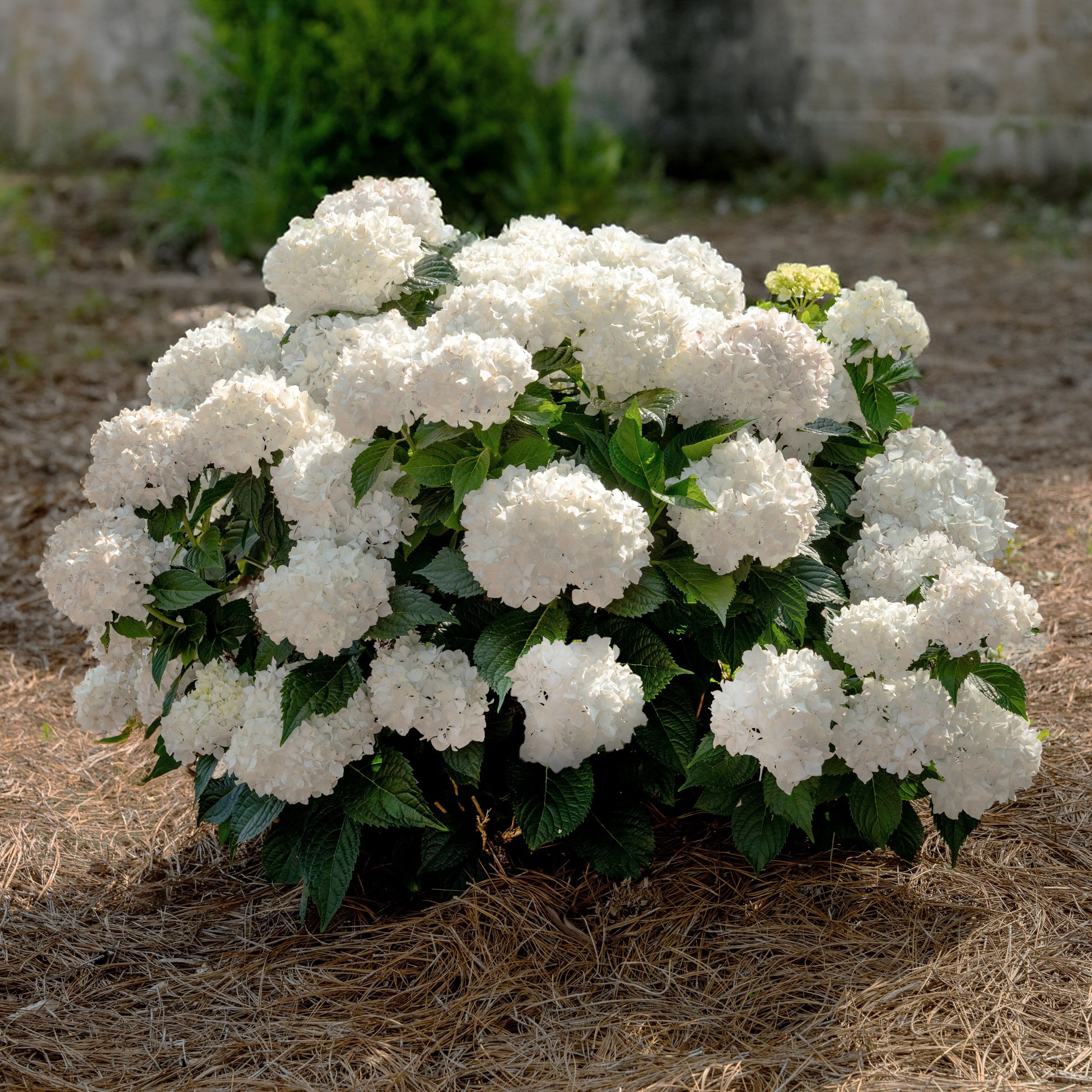National Plant Network 3 gal. Hydrangea Endless Summer Dreamcloud