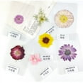 thumbnail image 2 of Dried Flowers Pressed Flowers Material Package DIY Handmade Bet Flowers Bookmarks Photo Frame Plant Specimen Portrait Handmade Stick Face Makeup, 2 of 4