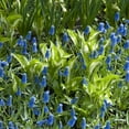 thumbnail image 2 of Van Zyverden Grape Hyacinths Set of 50 Bulbs Blue Partial Sun Perennial Fragrant 2 lbs, 2 of 8
