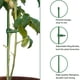 thumbnail image 3 of Ounissouiy Palos de soporte de plástico fáciles de plantar para plantas altas, palos de plantas de crecimiento, soporte de flores altas Jardín y Patio Verde 16 pulgadas/40 cm 12 juegos, 3 of 6