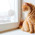 thumbnail image 2 of MIANGASTORE 6 Pcs Jouet Balle Grattoir pour Chat Jouet Interactif pour Chat d'Intérieur, 2 of 9