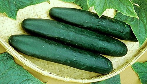 150 Heirloom Marketmore 76 Slicing Cucumber Seeds COMB S/H 