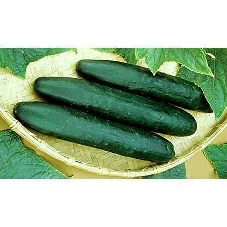 Cucumber Straight Eight Heirloom Great Heirloom Vegetable 150 (Best Korean Vegetable Seeds)