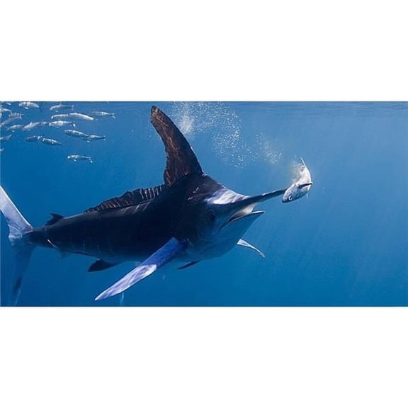 Marlin Underwater Photo License Plate