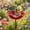 Red, variant on Handmade Metal Flower Garden Stake Bird Bath & Bee Watering Station, Upgraded Weather-Resistant Pollinator Water Bowl, Colorful Floral Decor for Outdoor Yard & Lawn (Yellow)
