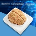 thumbnail image 4 of Modelo De Cerebro, Modelo De Arterias Cerebrales, Modelo De Cerebro Anatómico, Modelo De Cerebro Humano, Cerebro Humano De 8 Partes Para Exhibición De Estudio De Aula De Ciencia,, 4 of 7