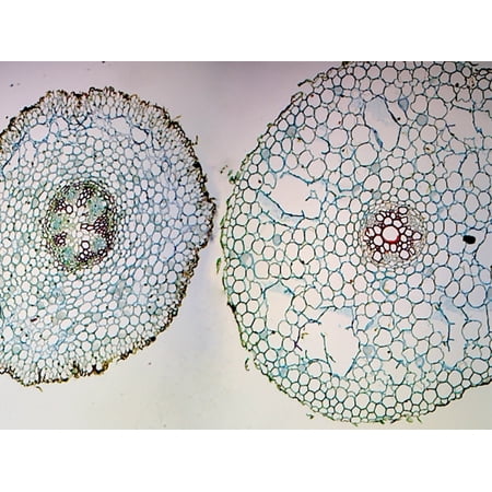 Prepared Microscope Slide  Ranunculus Root  Young & Mature  Cross Section price history on PriceWatchPro