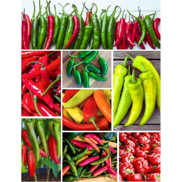 GSDWIUEW Hot Pepper Seeds Collection 8 Heirloom Varieties 25+ Seeds Each Hungarian Hot Hungarian Sweet Jalapeno Serrano Cayenne Pimento Shishito California Anaheim. Heirloom Seeds