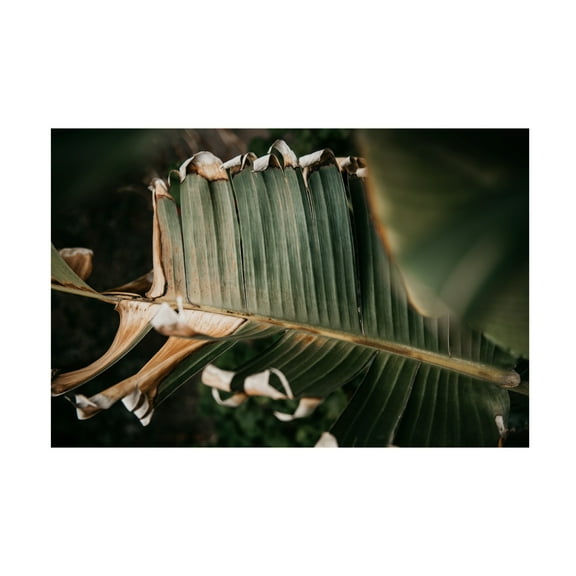 Trademark Fine Art Tim Mossholder Palm Decay Canvas Wall Art