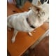 thumbnail image 2 of 4 Pz Identificación Raza Chica Y Gatos + Collar Reflejante, 2 of 4