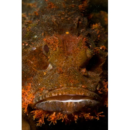 - Orange and brown face of a scorpionfish North Sulawesi Indonesia Poster Print by Mathieu MeurStocktrek Images