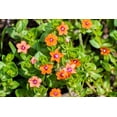 thumbnail image 4 of 100 SCARLET PIMPERNEL (Adders Eyes) Anagallis Arvensis Flower Seeds, 4 of 11