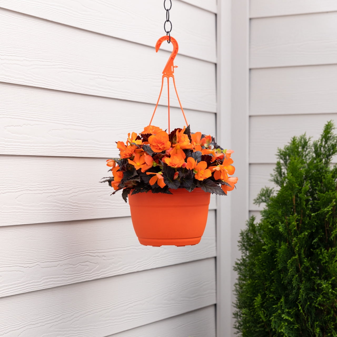 Expert Gardener 1.5gal Orange Tuberous Begonia Live Annual Plant Hanging Basket Sun