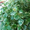 thumbnail image 3 of 2 Plectranthus Swedish Ivy Plants Live To Grow, In 3 Inch Pot, Variegated Swedish Ivy Live Plant, Swedish Ivy Mint Starter Plants, 4-6" Tall, 3 of 6