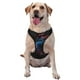 thumbnail image 1 of Fotbe Colorful Betta Fish Arnés para Perro con Estampado –Chaleco Ajustable Acolchado con Asa de Control para Perros Grandes-Small, 1 of 6