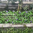 thumbnail image 5 of Expandable Fence Privacy Screen Eco-friendly Easy Installation Plants For Garden Fence Hedges, 5 of 5