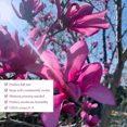 thumbnail image 4 of Magnolia Plant Potted, 3 to 5 inches Tall, Ann Magnolia Live Plant, Dormant, Pink Fragrant Flowers, Outdoor Gardening, 4 of 5