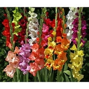 100 Easy to Grow Gladiolus Bulbs