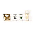 thumbnail image 1 of American Educational Products 7-903 Molded Plastic Specimens - Set Of 4, 1 of 1